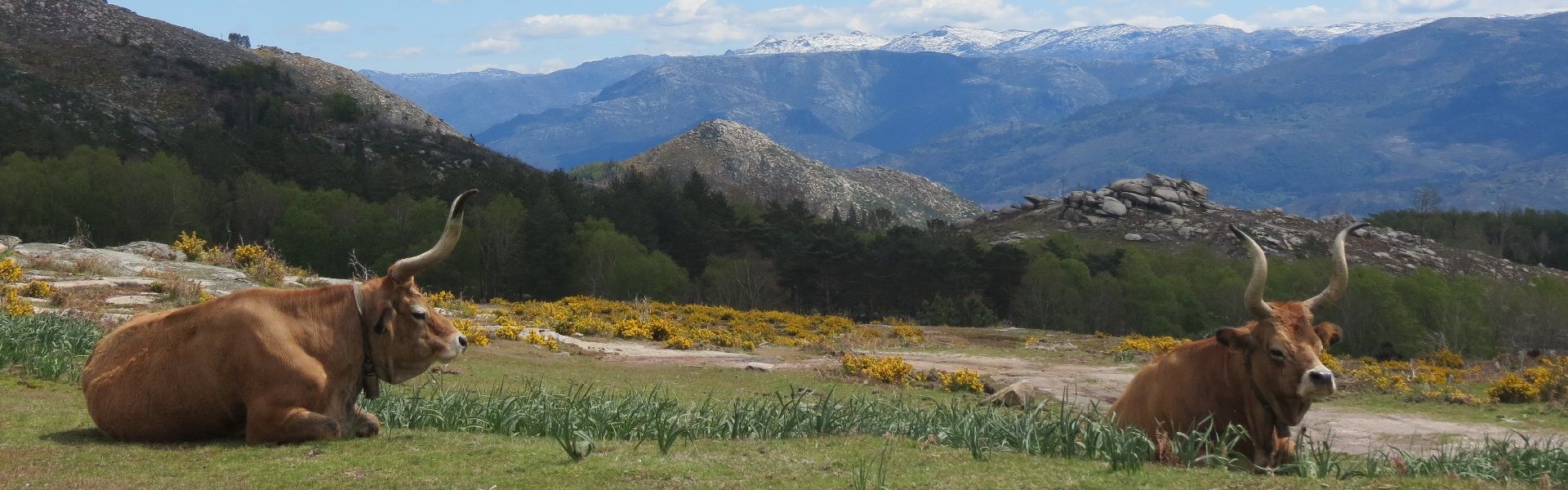 We offer nature experiences in Northern Portugal during 365 days!