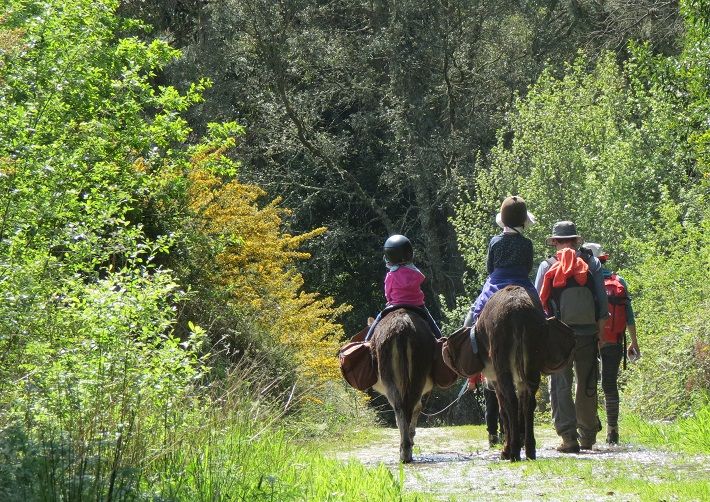 Donkey rides for children in Montaria, Viana do Castelo