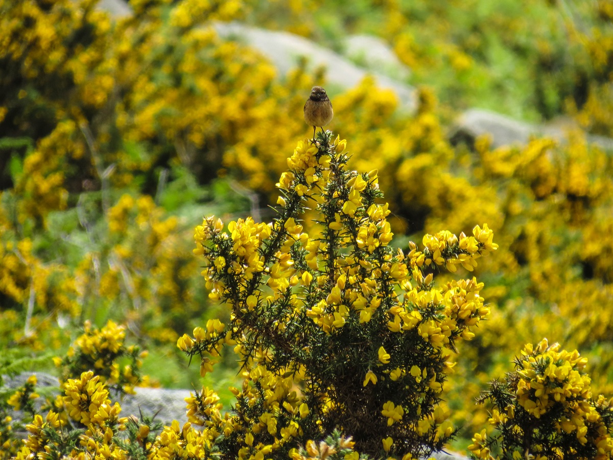 A 8 day self-guided tour in Portugal - Peneda Gerês National Park. Explore wild mountains, away from the crowds and walking through stunning landscapes in the National Park. 