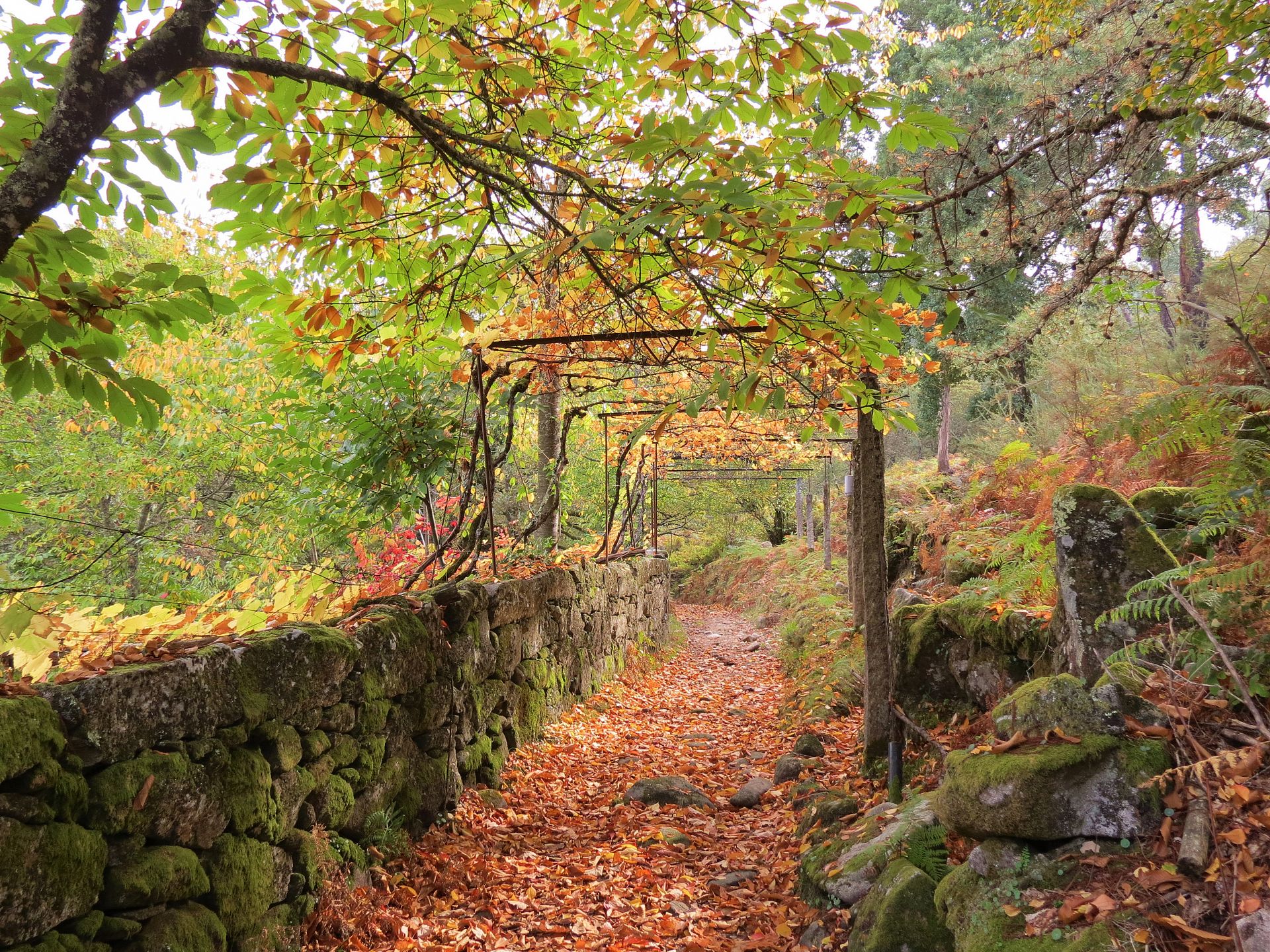 Discover Portugal's wild side with a local expert. For unspoilt countryside, hiking, wild swimming, plus great local food and wine on a guided hiking tour in Geres National Park, North of Portugal