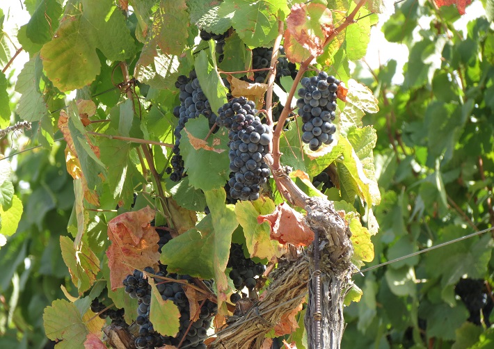 This is an easy hiking tour through the vineyards and Quintas of Douro Valley in Pinhão. We include lunch with wine, a wine tour and Port wine tasting.